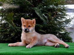 picture of dog