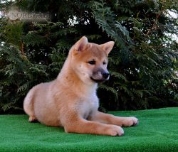 picture of dog