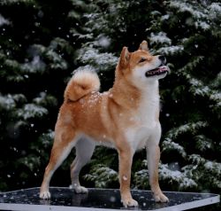 picture of dog