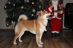 picture of dog