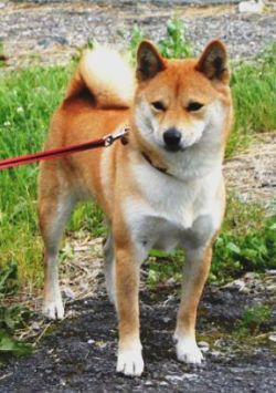 picture of dog