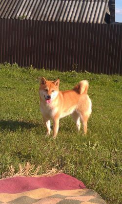 picture of dog