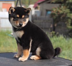 picture of dog