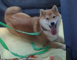 picture of dog