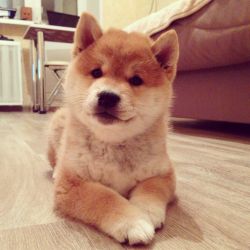picture of dog