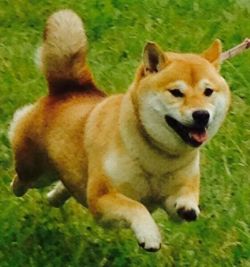 picture of dog