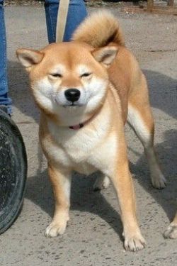 picture of dog