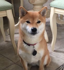 picture of dog