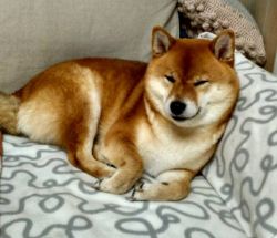 picture of dog