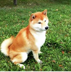 picture of dog