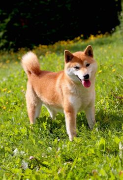 picture of dog