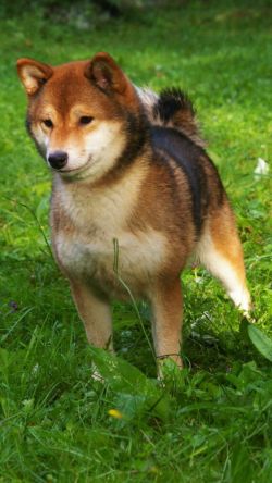 picture of dog