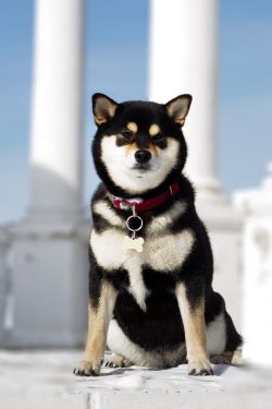 picture of dog