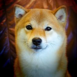 picture of dog
