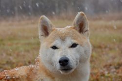 picture of dog