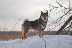 picture of dog