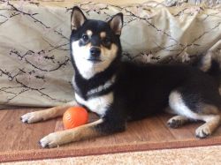 picture of dog
