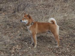 picture of dog