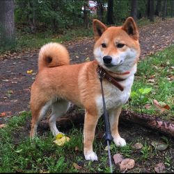 picture of dog