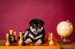 picture of dog