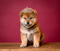 picture of dog
