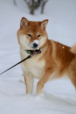 picture of dog