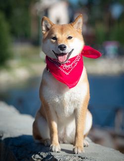picture of dog