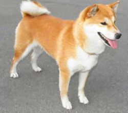 picture of dog