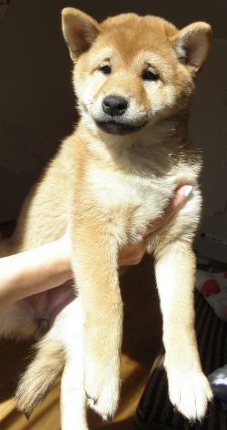 picture of dog