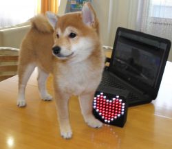 picture of dog