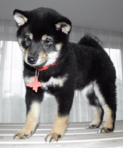 picture of dog