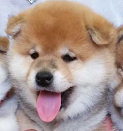 picture of dog