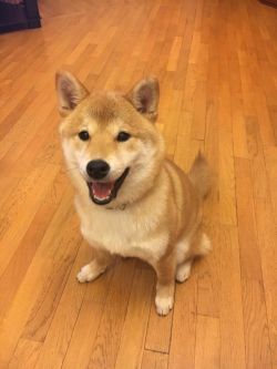 picture of dog