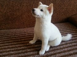 picture of dog