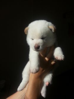 picture of dog