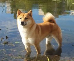 picture of dog