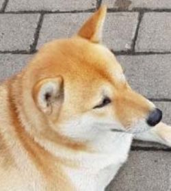 picture of dog