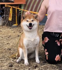 picture of dog