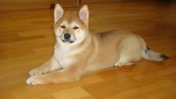 picture of dog