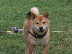 picture of dog