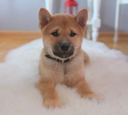 picture of dog