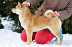 picture of dog