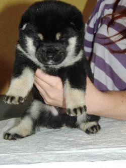 picture of dog