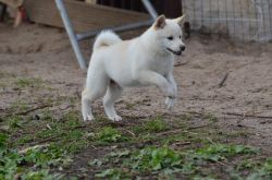 picture of dog
