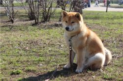 picture of dog