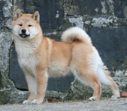picture of dog