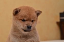 picture of dog