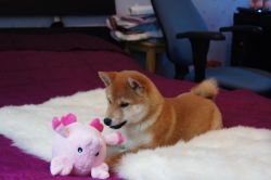 picture of dog
