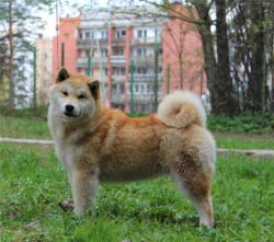 picture of dog