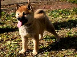 picture of dog